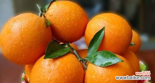 探索橙子的多重象征 橙子的象征意义
