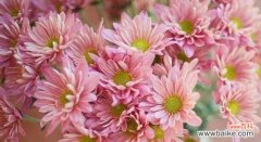 了解雏菊的花语 雏菊花语与寓意，送给何人