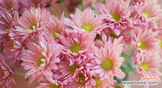 了解雏菊的花语 雏菊花语与寓意,送给何人