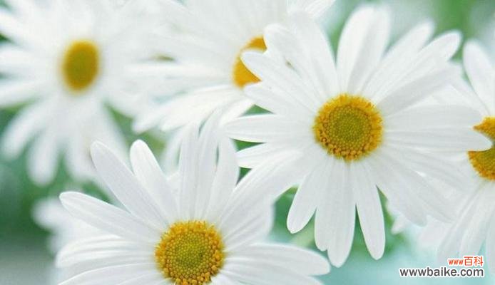探寻雏菊的象征意义与文化内涵 雏菊的花语与寓意