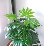 橙子 橙子的风水寓意与摆放位置