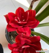 哪种红色的花寓意最深？红色花卉中最具象征意义的是哪一种？