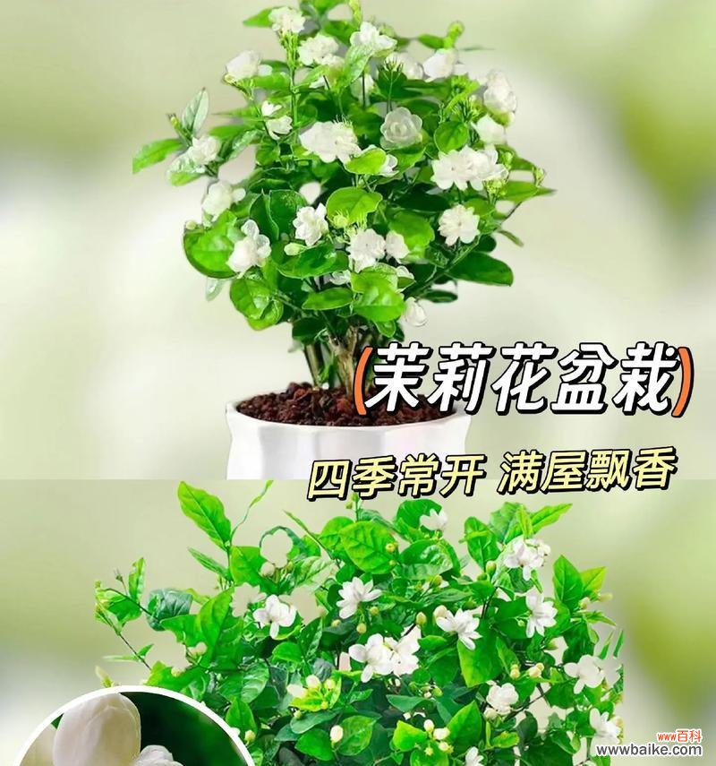 哪种花代表不纯洁的爱情？它的花语是什么？