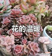 哪种花象征善良快乐？如何用花表达善良和快乐？