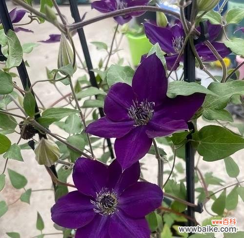 紫色花的标题含义是什么？紫色花卉在不同文化中的象征意义？