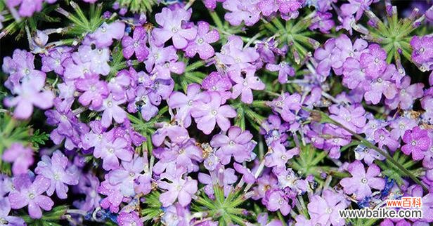 紫色花的标题含义是什么？紫色花卉在不同文化中的象征意义？