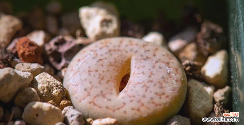 黄色生石花的寓意是什么?花语有哪些特点?