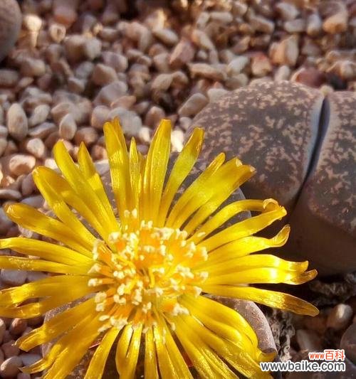 黄色生石花的寓意是什么?花语有哪些特点?