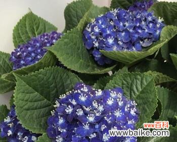 揭秘绣球花的花语和象征意义 蓝色绣球花的美丽寓意