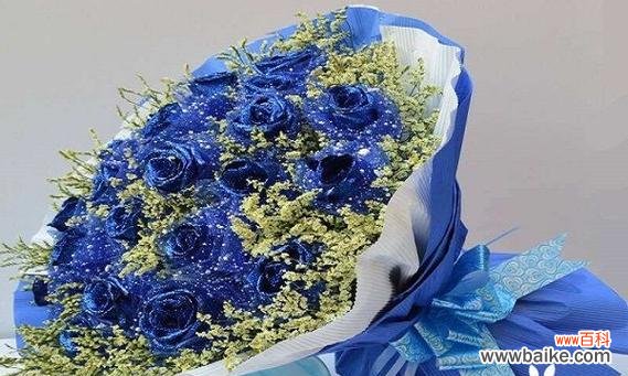 探寻一朵蓝色妖姬的深层内涵 蓝色妖姬的象征意义与魅力