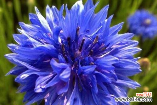 探寻蓝色矢车菊的花语和象征意义 蓝色矢车菊的花语和寓意