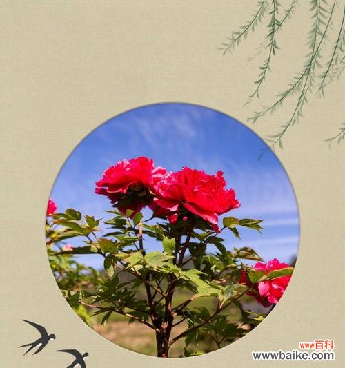 解读蓝色牡丹花的独特魅力与历史渊源 蓝色牡丹花的象征意义及文化传承