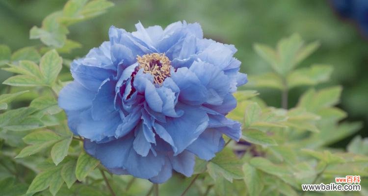 解读蓝色牡丹花的独特魅力与历史渊源 蓝色牡丹花的象征意义及文化传承