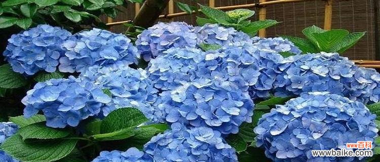 蓝色绣球花花语解析及其在生活中的应用 蓝色绣球花的花语——美丽与祝福的象征