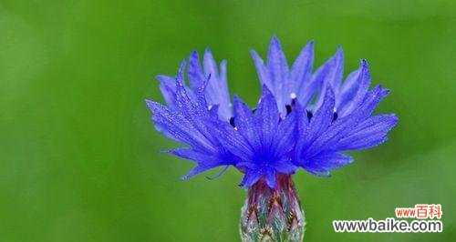 探索蓝色矢车菊的美丽寓意 蓝色矢车菊的花语与意义