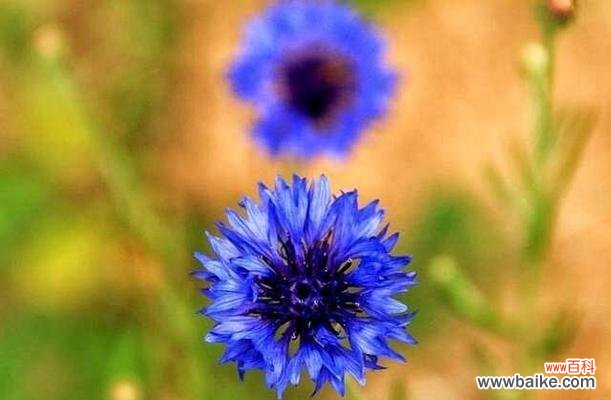 以蓝色矢车菊为象征的花语与寓意 蓝色矢车菊的花语