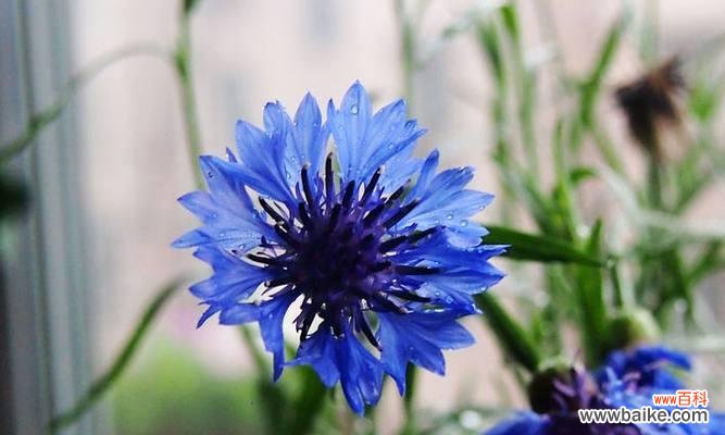 以蓝色矢车菊为象征的花语与寓意 蓝色矢车菊的花语