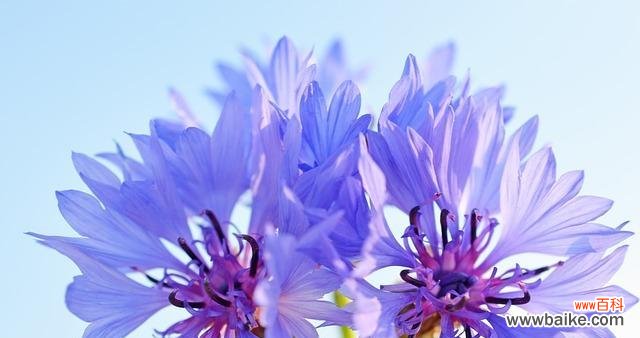 以蓝色矢车菊为象征的花语与寓意 蓝色矢车菊的花语