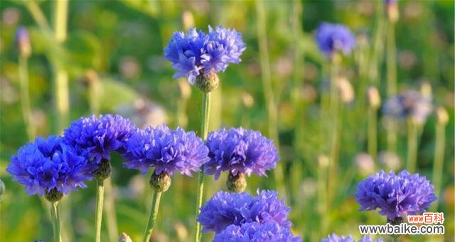 蓝色矢车菊的美丽与象征 蓝色矢车菊的花语