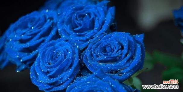 以蓝色妖姬代表的花语及其传达的情感与寓意 蓝色妖姬