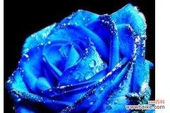 以蓝色妖姬代表的花语深意及象征意义 蓝色妖姬的花语之解读