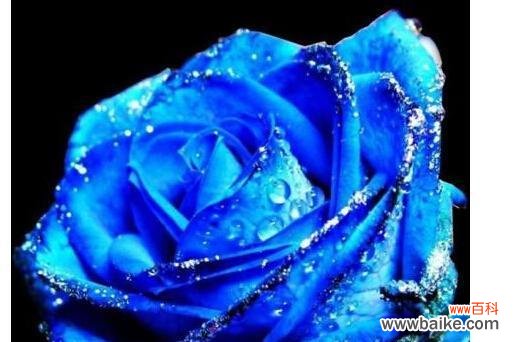 以蓝色妖姬代表的花语深意及象征意义 蓝色妖姬的花语之解读