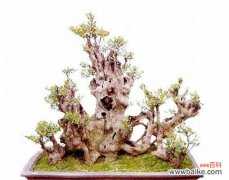 探寻赤楠盆景的风水禁忌与宜忌 赤楠盆景的风水寓意与摆放位置