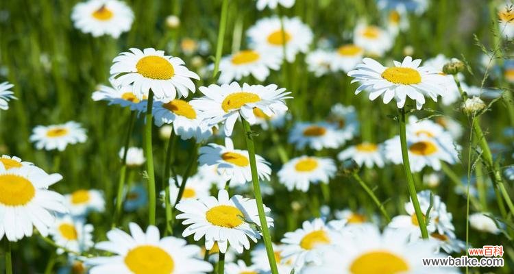 雏菊 雏菊的象征意义及其美丽之韵