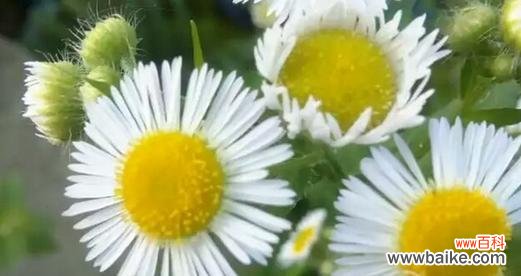 雏菊 雏菊的象征意义及其美丽之韵