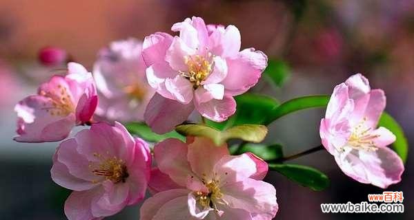 传达希望与美好的象征 春海棠花的寓意和象征风水