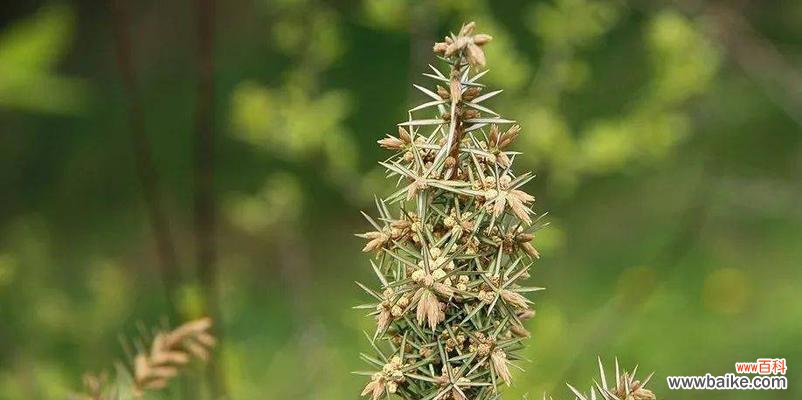 揭示花开背后的内涵和象征 刺球开花的寓意与兆头