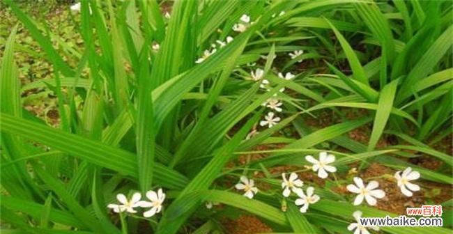 解读葱花开放的象征意义 葱花开放的寓意及预兆