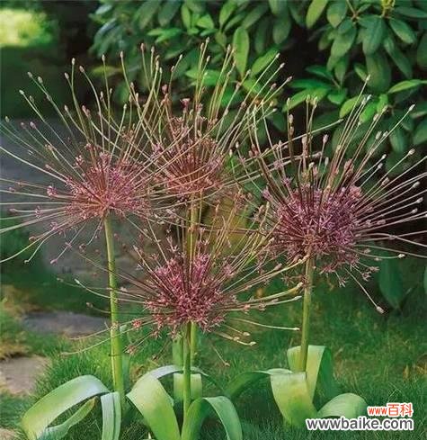 解读葱花开放的象征意义 葱花开放的寓意及预兆