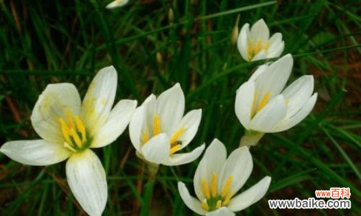 探寻葱花的寓意与象征 葱花的花语及其含义
