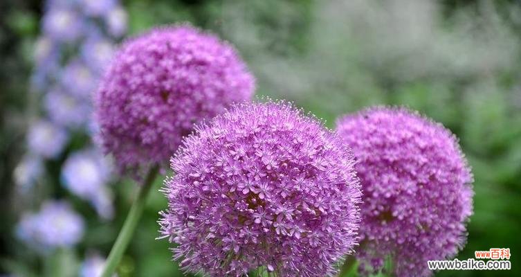 探寻葱花的寓意与象征 葱花的花语及其含义