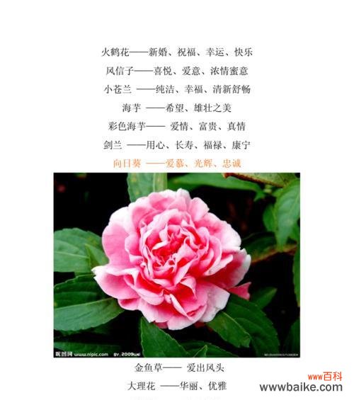 探究大滨菊的花语与寓意 大滨菊的花语和寓意