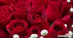 红玫瑰代表的爱情与热情 大红色玫瑰的花语