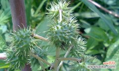 探秘大戟科植物的独特之处 大戟科——奇特的多肉植物