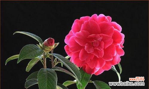 迎客松 大理市花——迎客松的花语与意义