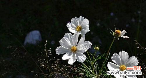 迎客松 大理市花——迎客松的花语与意义