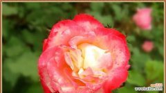 探寻大连市花月季花的象征意义与美丽魅力 大连市花——月季花的寓意与魅力