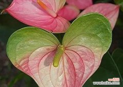 探索爱情中植物的奇妙世界 用植物代表爱情的意义及象征