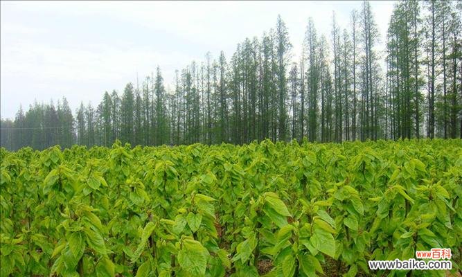 迎福纳财的风水宝树——大叶女贞 以大叶女贞的风水寓意与摆放位置