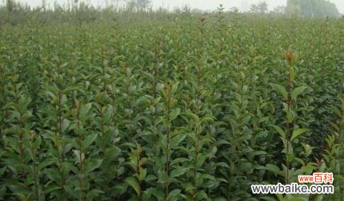 迎福纳财的风水宝树——大叶女贞 以大叶女贞的风水寓意与摆放位置