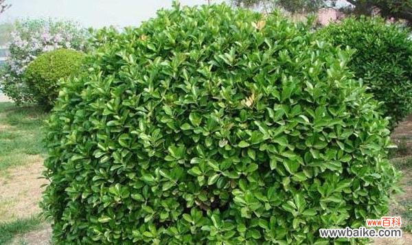 迎福纳财的风水宝树——大叶女贞 以大叶女贞的风水寓意与摆放位置