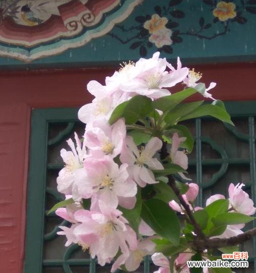 探秘大叶海棠的吉祥之境 以大叶海棠的风水寓意和摆放位置