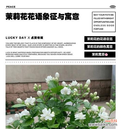 四色茉莉花的寓意和花语是什么?