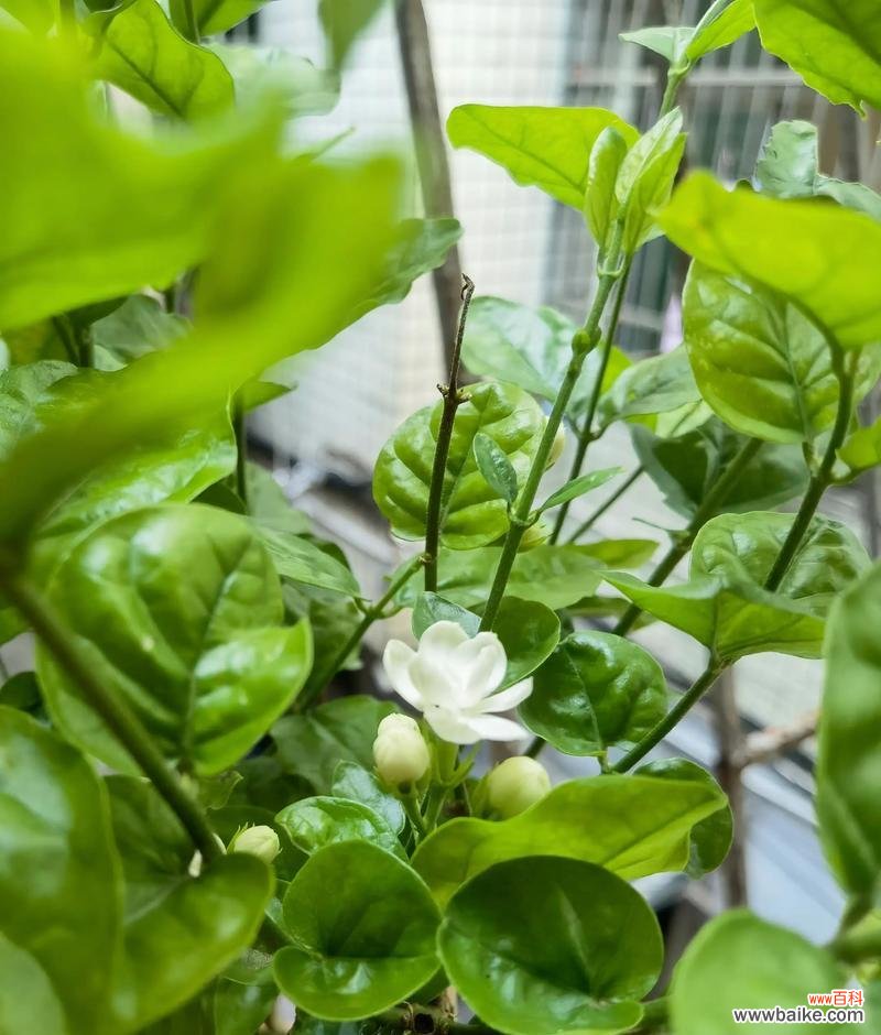 四色茉莉花的寓意和花语是什么?