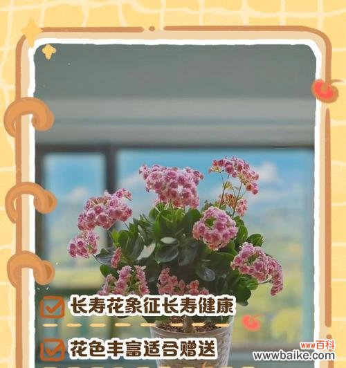 象征长寿安康乐的花有哪些？