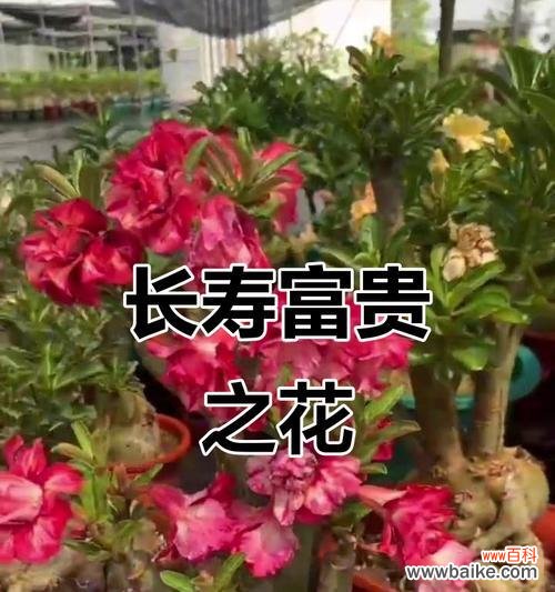 象征长寿安康乐的花有哪些？